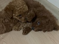 Kore Toy Poodle