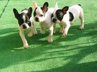 YAVRU YETİŞKİN FRENCH BULLDOG KÖPEKLER