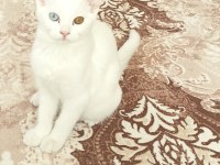 Çok sevimli iki kız kardeş kediler