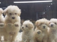 SAFKAN MALTİPOO YAVRULARIMIZ VONALP GARANTİSİYLE 