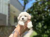 Maltese yavrular