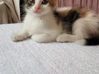 Müjgan Kedimizin Ömürlük Yuvası Olun