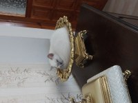 British shorthair blue point dişi