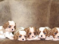 Cavalier king charles yavrular