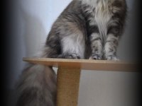 Lo Şecereli Maine Coon Kediler