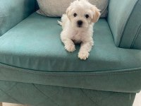 Maltese terrier yavrularımız