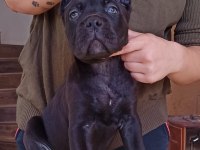 Kif/fci şcr belgeli anne altından cane corso yavruları