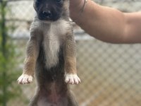 Malinois yavruları yalova