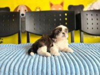 Korean morkie bebekler 2 kg