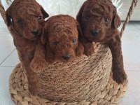 Mınik Poodle Yavrularımız