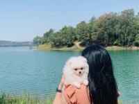 Pomeranian Boo Teacup Üst Kalite Erkek Yavrumuz