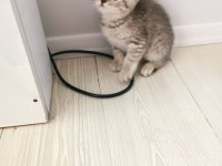 British shorthair 60 günlük