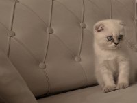 2 aylık dişi Scottish fold yeni yuvasını arıyor