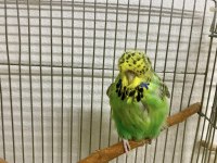 Show Jumbo Dişi Muhabbet Kuşu