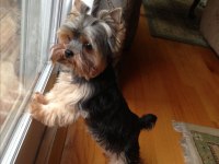 Yorkshire Terrier Wc eğitimli yanlız kalır Sıfır numara