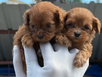 EV DOĞUMLU MALTİPOO YAVRULAR