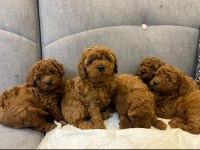 Safkan toy poodle bebekleri