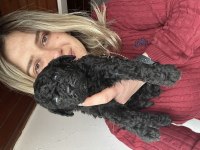 Renk renk Toy Poodle Yavrular