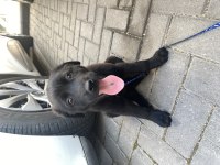 Has labrador yavrusu