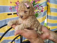 Mini Patişler Toy Poodle