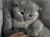3 tane dişi kırık kulak güzeller güzeli scottish fold bebek