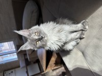 Polydactyly Maine Coon