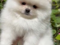 Pomeranian yavrumuz