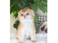 Scottish Fold Golden Dişi