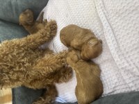 Yavru a kalite 2 dişi ve 1 erkek yavru poodle