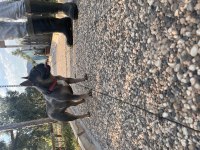 Renk Renk Yetişin French Bulldog Köpekler