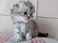 AA kalite mavi gözlü scottish fold yavrular
