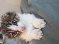 Aşırı sevimli scottish fold bağımlılık yaratır