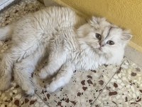 British longhair ns 11 şecereli erkek