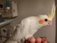 50 Günlük Yeni Yeme Düşmüş Sultan Papağanı Bebekler