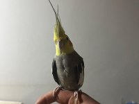 Acil Satılık Yavru Garantili Çift Sultan Papağanı