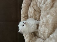 British Longhair Bebekler