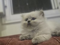 2 AYLIK EGİTİMİ TAM PLUEPONT OYUNCU KEDİSİ