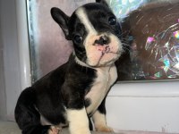 Yakışıklı French Bulldog Ailesini Bekliyor