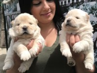 Mükemmel chow chow yavrularım