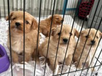 Maltipoo yavrularımız