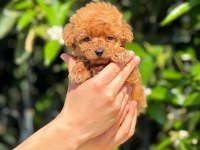 Micro toy poodle