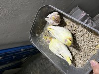 Rezerveye Açık Sultan Papağanı Yavrular