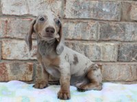 ÜST KALİTE MİNİ DACHSHUND BEBEKLER ÇİFTLİĞİMİZDEN