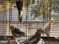 Yavru Erkek Dişi Çift Sultan Papağanı