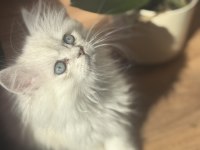 Safkan uysal chinchilla bebeklerimiz yuvaya hazır