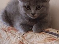 Scottish fold 2 aylık