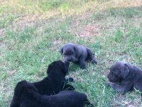 A scrli anne babadan cane corso yavrular kapıda ödeme