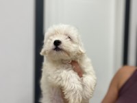 ORJİNAL MALTESE TERRİER