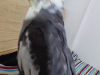 Yavru Sultan Papağanı 3 Aylık