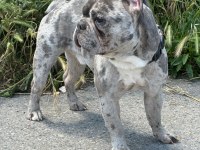 MERLE ÖZEL RENK FRENCH BULLDOG